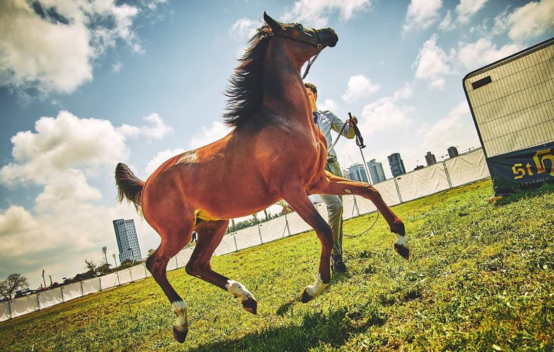 horsestelaviv (12).jpeg.jpeg